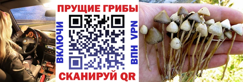 Псилоцибиновые грибы MAGIC MUSHROOMS  мега сайт  Кадников 